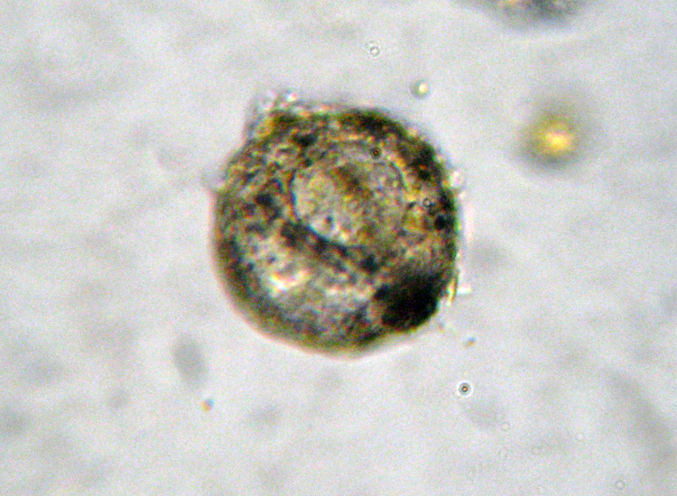 Microscopia (quasi) 